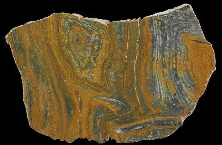 Polished, Mesoproterozoic Stromatolite (Conophyton) - Australia #64872